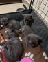 Британски късокосмести котета , снимка 3