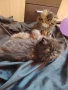 Персийски котета, снимка 2