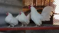Продавам бял Розкомб, снимка 5