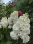 Хортензия метличеста „Полярна мечка“, Hydrangea paniculata 'Polar Bear', снимка 4