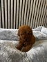 Мини пудели / Mini Poodles, снимка 4