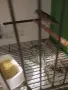 канарчета раза еспаньол, снимка 3