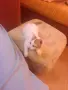 Малки  Котета момиченца, снимка 4