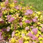 Японска спирея Голден принцес, Spiraea japonica Golden princess, снимка 6