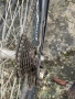 Cross 26, снимка 3