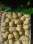 Голи тиквени семки сорт Олга, сурови, снимка 6