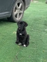 Cane Corso , снимка 3