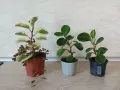Пеперомия Peperomia obtusifolia - пъстра и зелена, снимка 3