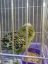 Вълнист папгал, снимка 3