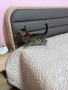 Бенгалски котета, снимка 7