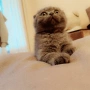 Шотландски котенца, снимка 3