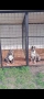 American bully XL / Американско були ХЛ, снимка 3