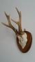 Еленски рога  на над 40 години , снимка 6