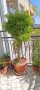Многогодишен зелен храст Euonymus japonicus, снимка 2