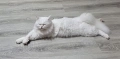 Бяла персийска котка, снимка 3