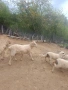 Продавам Коч , снимка 2