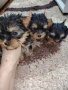 Мини йоркширски териери , снимка 7