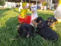 Кокер шпаньоли ., снимка 6