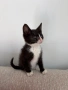 МЪЖКО КОТЕНЦЕ Търси дом, снимка 2