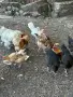 Ярки и кокошки! , снимка 4