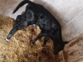 Мъжки Абърдийн на 15 дни , снимка 2