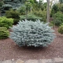 Глаука глобоза Glauca globosa, снимка 7