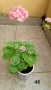Сортово мушкато Pelargonium Plum Rambler / Зонално мушкато , снимка 6