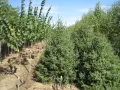 Производствена база за декоративни растения на бала, снимка 1