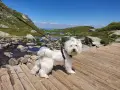 Малтийски болонки, снимка 2