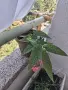 Стайни цветя - шест вида, снимка 7