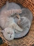 Котенца Британчета, снимка 5