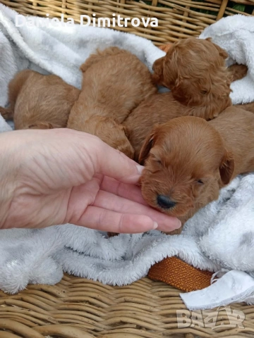 Той Пудел FCI Родословие, снимка 4 - Пудели - 54233220