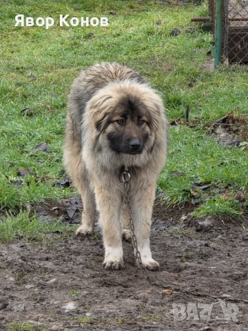 Каракачанки