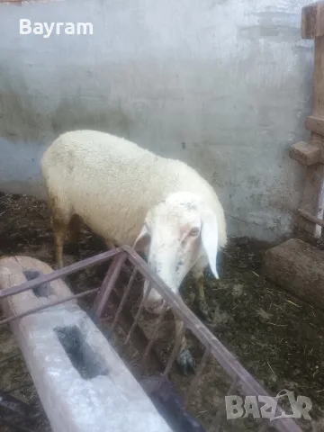 продавам овце .., снимка 2 - Овце - 55439594