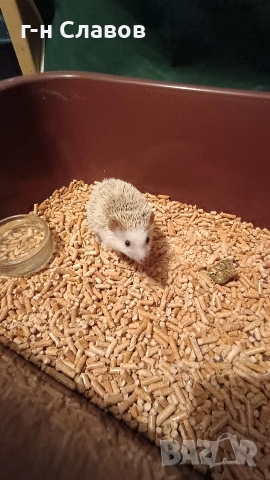 Африканско Таралежче с оборудване и храна. , снимка 9 - Таралеж - 54201276