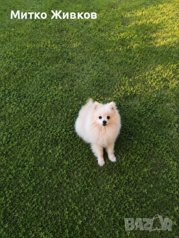 Мъжки померан, снимка 2 - Померан - 54592928