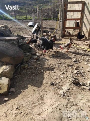 Продавам пилета и пуйки, снимка 2 - Кокошки и пуйки - 54137602