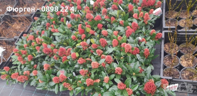 Скимия – Японски люляк (Skimmia japonica), снимка 4 - Разсади - 53967463