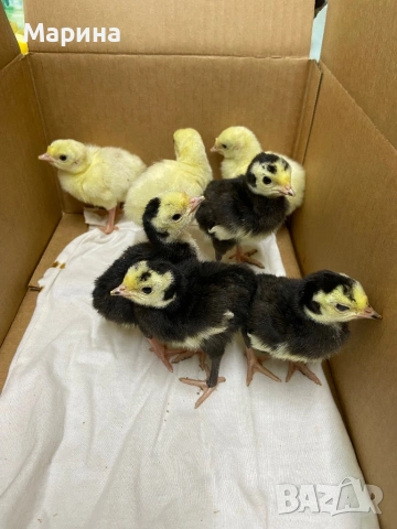 Пуйчета, снимка 7 - Кокошки и пуйки - 54317132