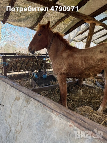 Коне за продан, снимка 2 - Коне - 54132131