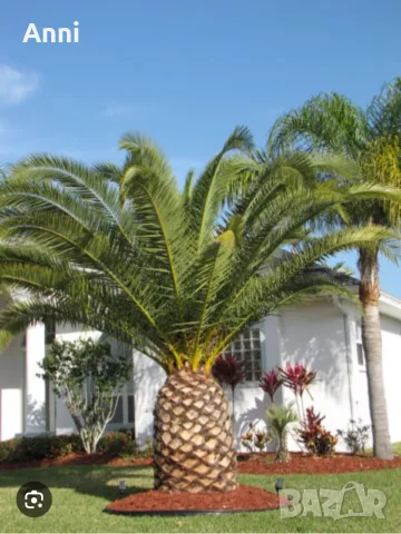 🌴 Канарска финикова палма (Phoenix canariensis) – здраво младо растение