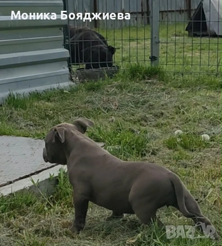 Американско були покет-момиче, снимка 3 - Американски стафордширски териер - 54728782