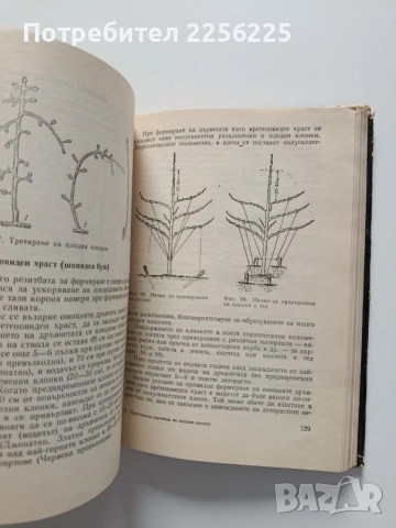 Практически наръчник на младия овощар, снимка 4 - Специализирана литература - 54763492