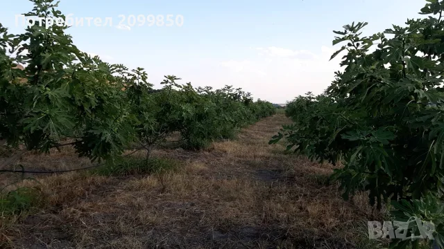 Смокини от смокинова градина