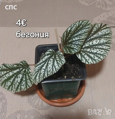 Бегонии , снимка 2 - Стайни растения - 54952172