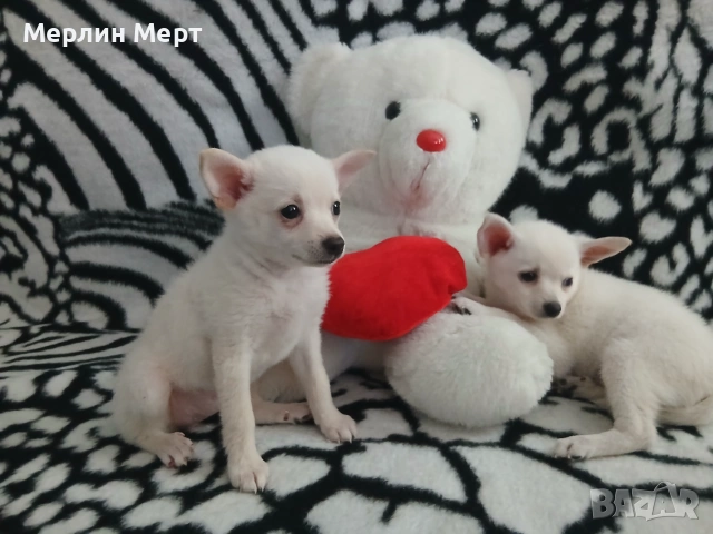 Продавам помчита , снимка 11 - Други - 55242037