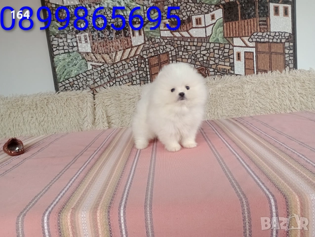 Мъжки бял Померан. Реални снимки !!! Изпращам клипове! , снимка 3 - Померан - 54011613