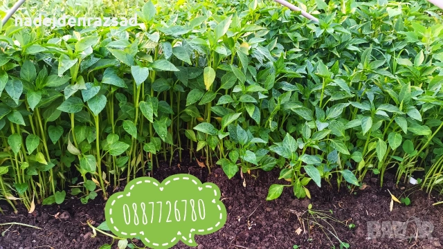 Разсад пипер, чушки, снимка 4 - Разсади - 54218205