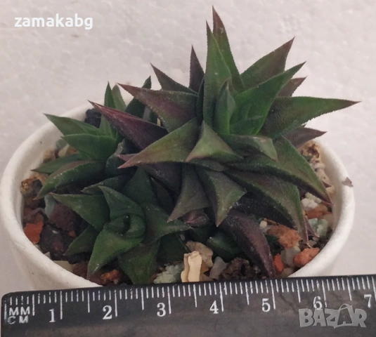 Хавортия (Haworthia tortuosa), сукулентно растение