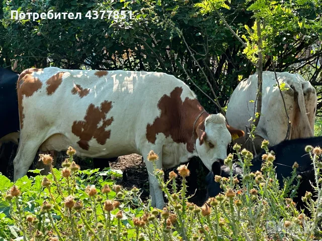 Продавам крави и телета с. Брест област Плевен, снимка 13 - Крави - 55342025